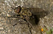 The Blowfly Pollenia rudis