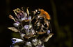 Photo ofCommon Carder Bumblebee (Bombus pascuorum). Photographer: 