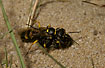 Ichneumon Wasp with prey (fly)