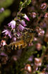 Honey bee on Heather