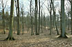 Beech forest in winter time