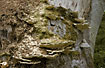 Ant nest in old tree trunk in natural forest
