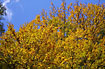 Beech tree in autumn colours