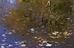 Marple leaves in the ice with a reflected beech tree