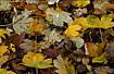 Marple leaves in autumn colours