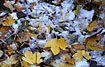 Marple leaves in autumn colours after snowfall
