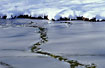 Birdprints in the ice