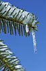Icicle on conifer