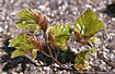 Fresh beech leafs with male catkins