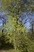 Beech tree in spring colours