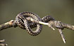 Common Viper - female