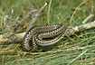Common Viper in attack position - female