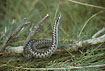 Common Viper in attacking position - female
