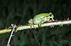 Eurasian Tree Frog on Bramble