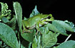 Tree Frog in a bush