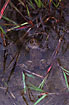 Photo ofFire-Bellied Toad (Bombina bombina). Photographer: 