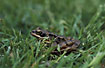 Common Frog in grass
