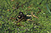 Common Frog in Duckweed