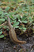 Photo ofCommon Lizard (Zootoca vivipara (Lacerta vivipara)). Photographer: 
