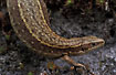Photo ofCommon Lizard (Zootoca vivipara (Lacerta vivipara)). Photographer: 