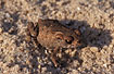 Common Toad - juvenile