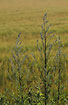 Foto af Gr-Bynke (Artemisia vulgaris). Fotograf: 