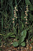 Photo ofBroad-leaved Helleborine (Epipactis helleborine). Photographer: 