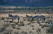 Zebras on the savanna