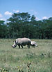 Square-lipped Rhinoceros with young
