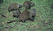 A family of Mongooses