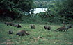 A family of mongooses