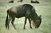 Photo ofBlue Wildebeest (Connochaetes taurinus). Photographer: 