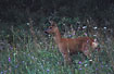 Roe deer on meadow