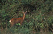 Roe deer at the edge of the wood
