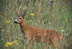 Young Roebuck on flowering meadow