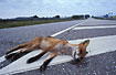 Yong fox killed in traffic