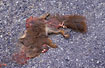 Squirrel killed in traffic