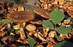 Honey Mushrooms in autumn leaves