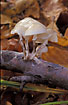 Photo ofPorcelain Fungus (Oudemansiella mucida). Photographer: 