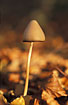 Mushroom in evening light