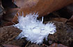 Feather with water droplet on the forest floor