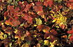 Bramble leaves in autumn colours