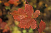 Bramble leaves in autumn colours