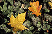 Autumn leaves - Sycamore and Oak