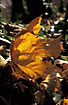 Sycamore leaf in backlight