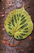 Lime leaf 
