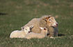 Domestic sheep with lamb 