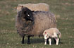 Sheep with lamb
