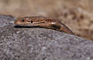 Lizard sunbathing on a hot rock	