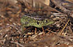 Sand Lizard -green male